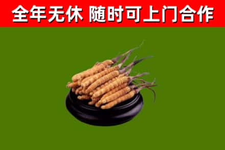 广陵回收散虫草